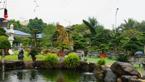Fototapeta Naklejka Na Ścianę i Meble -  bonsai in DUNG TAN - SONG CONG city - THAI NGUYEN province - Vietnam