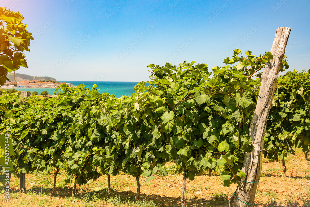 Vineyard at the seaside and sunset sunrays in the middle of grape shrubs