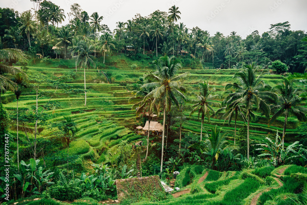 rice terrace fields with young green rice in Bali, Tegalalang, Jatiluwath