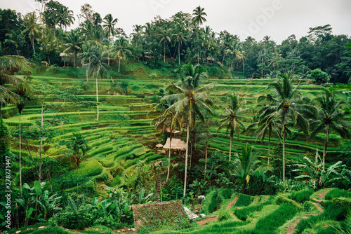 rice terrace fields with young green rice in Bali, Tegalalang, Jatiluwath