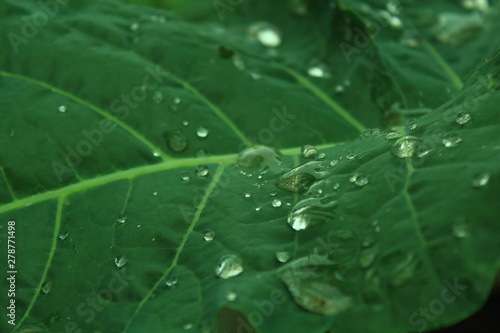 macro photo of drops on the leaf