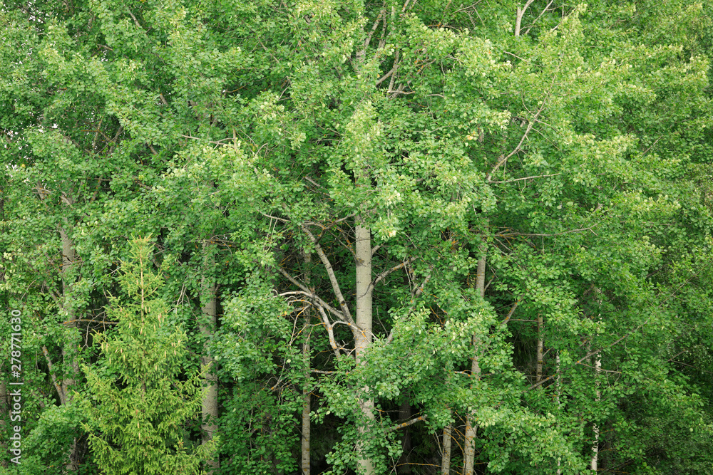 Fototapeta premium Aspen at summer green foliage nature background