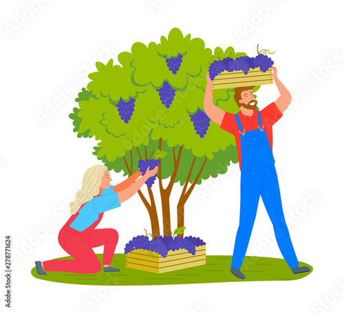 Man and woman gathering grapes on vineyard plantation isolated cartoon people. Vector viticulture and winemaking industry, male and female farmers gather crops