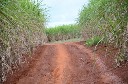 Coruja, meio ambiente, vegetação, canavial, natureza