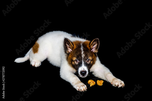 Cute puppies, Bangkaew species are eating food. On a black background in Thailand, Asia