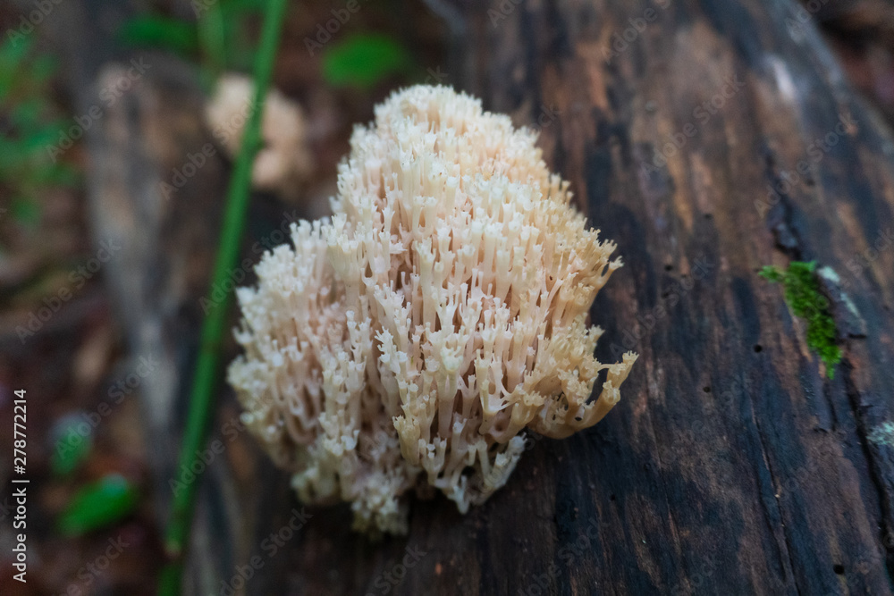 Man foraging and picking wild Coral mushrooms. Male mushroom forager in the Blue Ridge Mountains near Asheville Man foraging and picking wild Coral mushrooms. Male mushroom forager in the Blue Ridge Mountains near Asheville