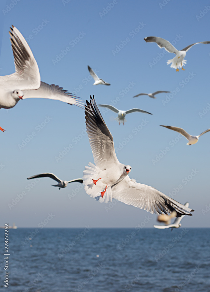 Sea Gulls in the blue sky Sea Gulls in the blue sky