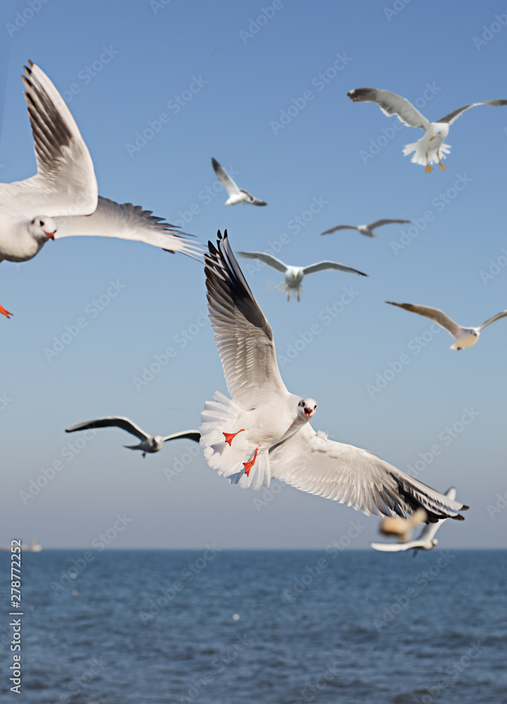 Sea Gulls in the blue sky