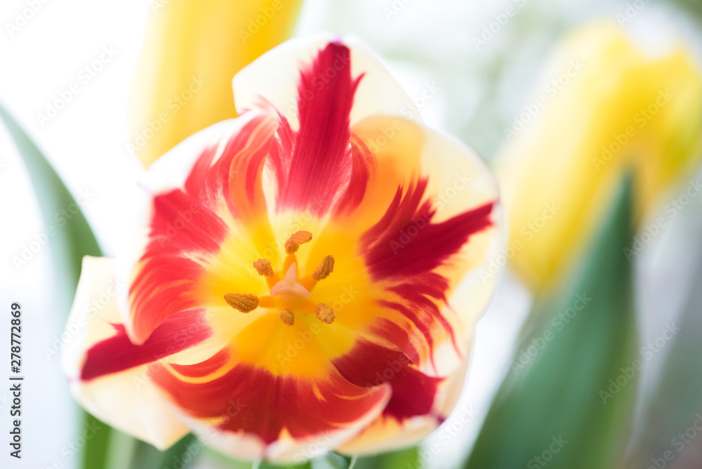 Macro delicate flowers red, white and yellow tulip. Soft selective focus. Macro delicate flowers red, white and yellow tulip. Soft selective focus.