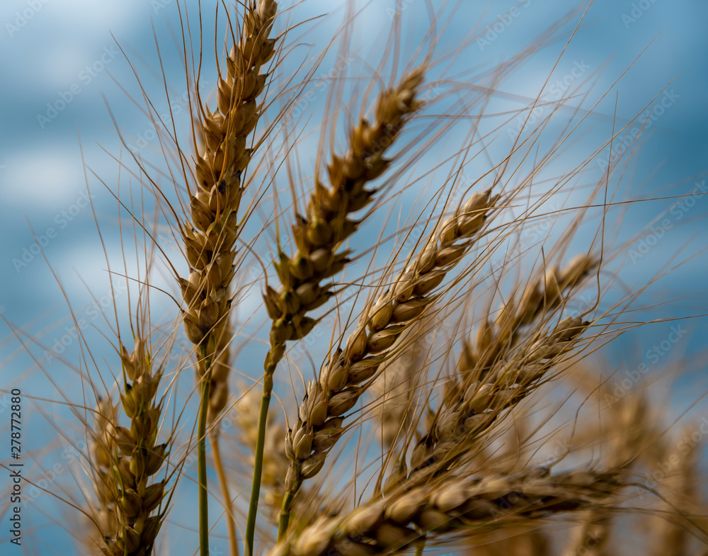 Natural wheat field. Natural wheat field.