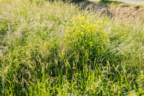 In the fields grows the crop and beautiful wildflowers in a rural landscape.