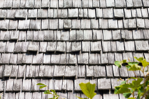 sprig of green tree on background of gray-brown wooden tile roof. Concept - new and old