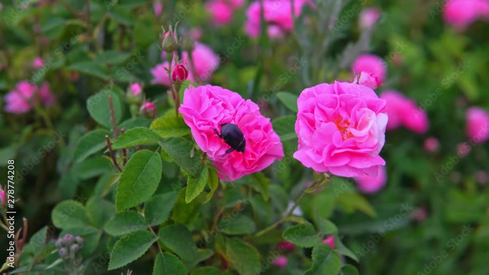 May beetle sits on pink rose flower in garden May beetle sits on pink rose flower in garden