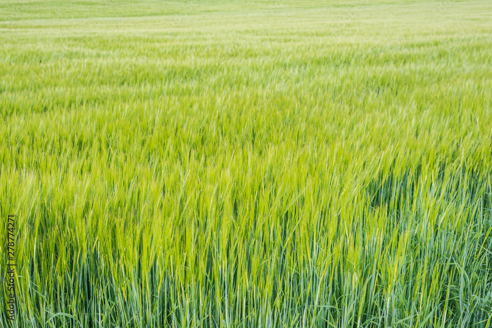 In the fields grows the crop and beautiful wildflowers in a rural landscape. In the fields grows the crop and beautiful wildflowers in a rural landscape.