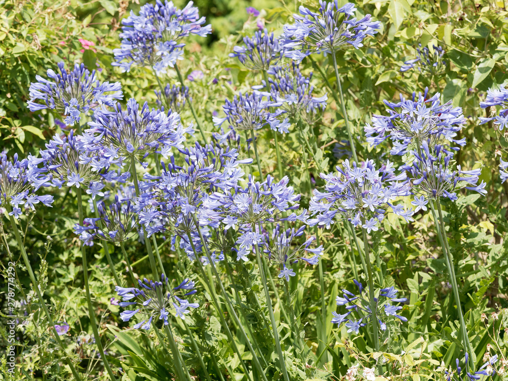 Hampes florales d'agapanthes bleues violettes (Agapanthus praecox) 