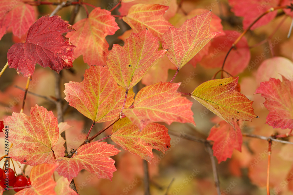 Viburnum branch with berries and autumn yellow leaves. Viburnum branch with berries and autumn yellow leaves.