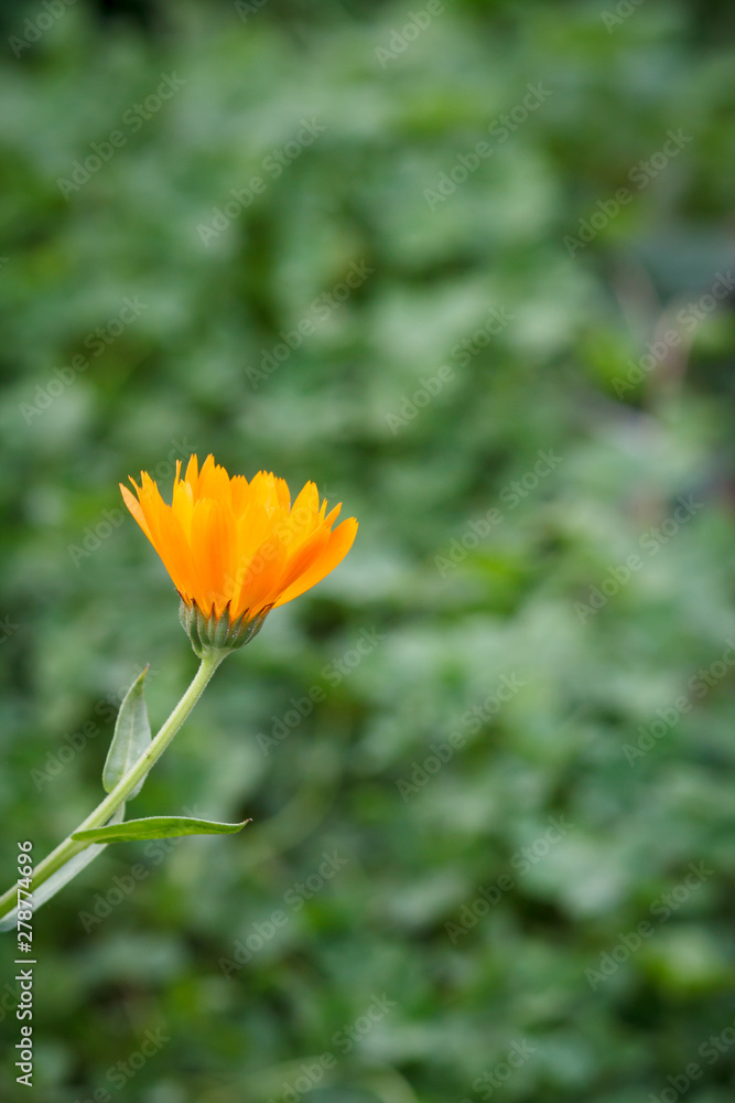 Summer background with marigold flower in sunlight. Summer background with marigold flower in sunlight.