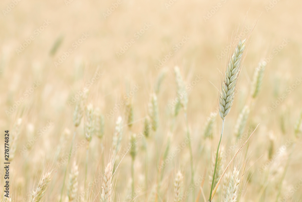 Wheat detail on a farmland Wheat detail on a farmland