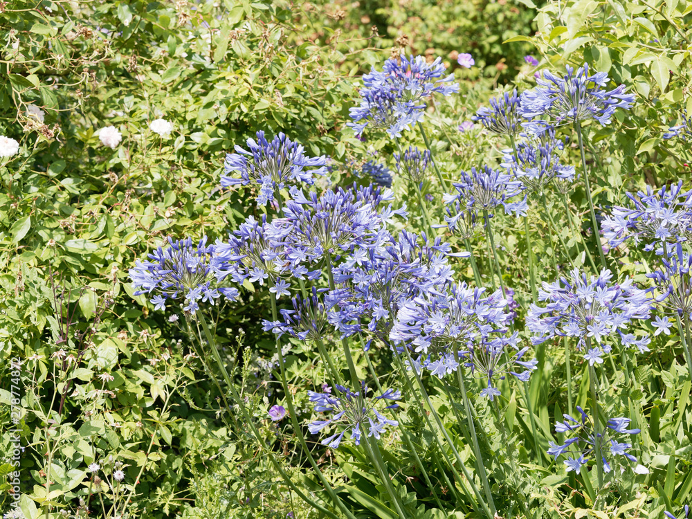 Obraz premium Hampes florales d'agapanthes bleues violettes (Agapanthus praecox) 