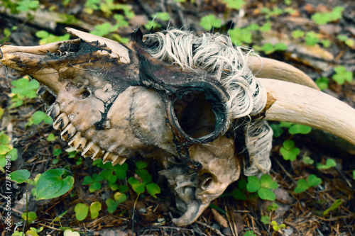 Skull and bones of dead animal. Wolves attacked a pet and his mudflows. © Victoria