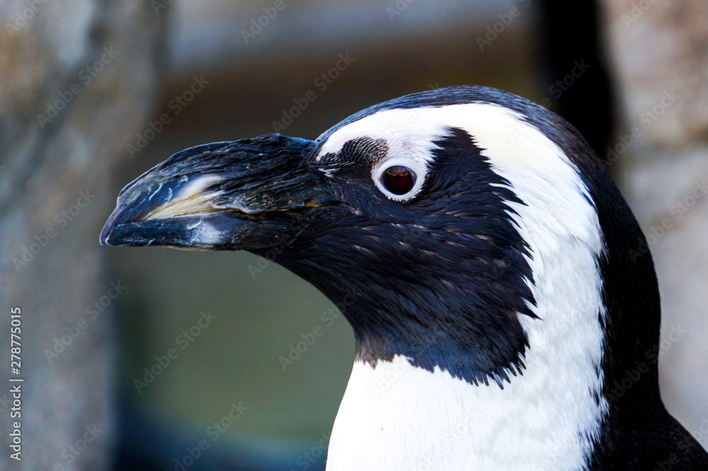 Fototapeta premium victoria crowned pigeon