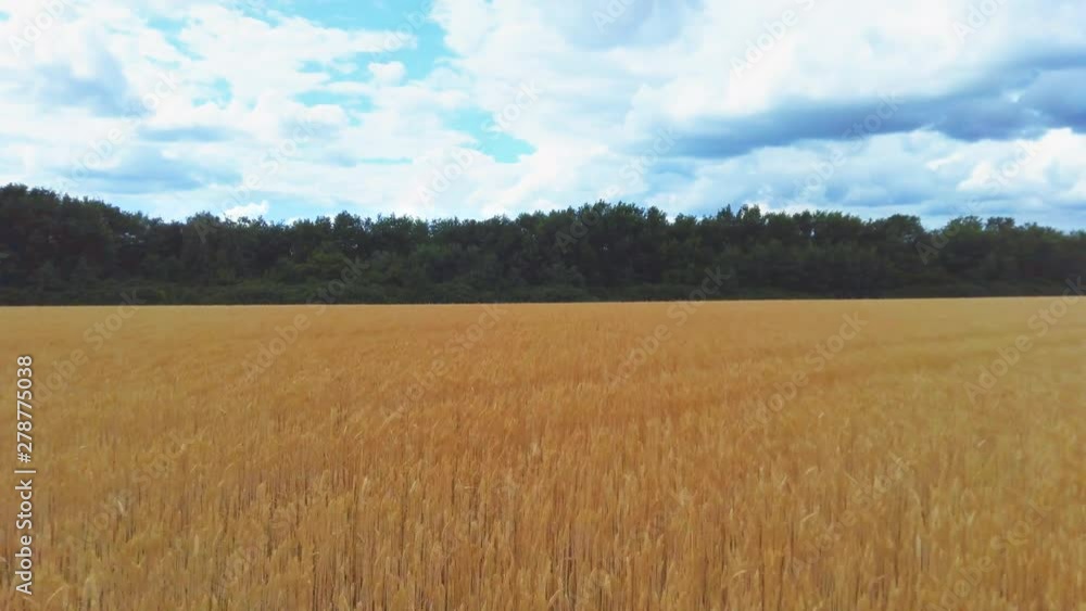 Wheat field. Golden ears of wheat on the field. Background of ripening ears of meadow wheat field. Rich harvest Concept Wheat field. Golden ears of wheat on the field. Background of ripening ears of meadow wheat field. Rich harvest Concept