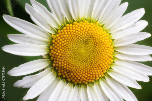 macro daisy flower