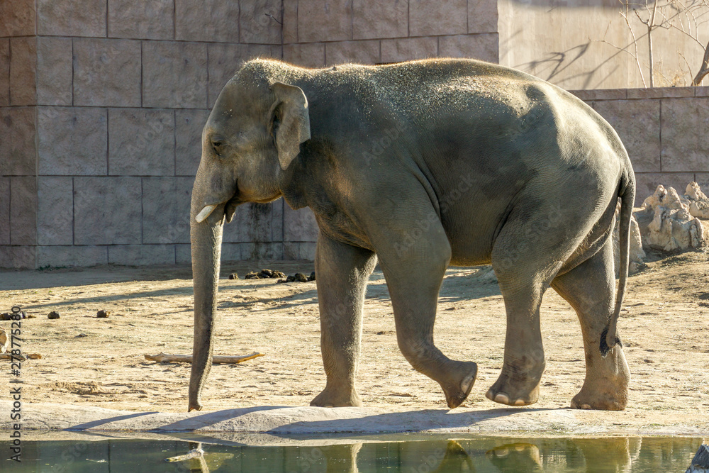 Fototapeta premium elephant in the zoo