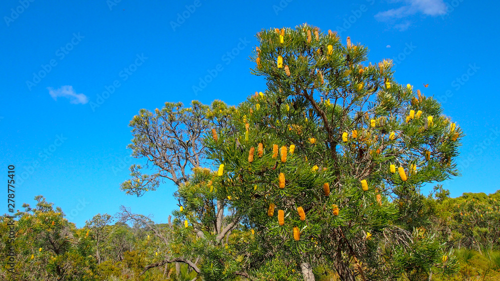 Yalgorup National Park near Mandurah, Western Australia