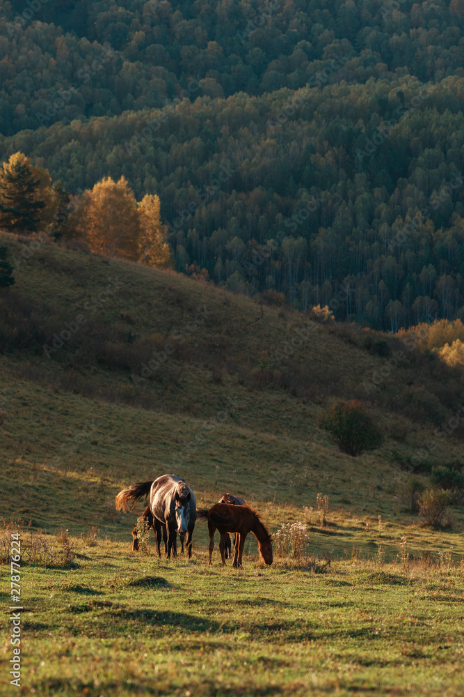 Obraz premium Horse in front of the sunrise. Beauty summer morning in Altai mountains. Green meadows, purity air