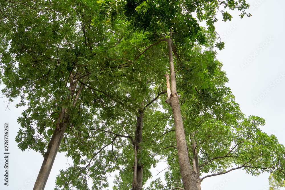 Fototapeta premium Three tall trees, branching, covering the sky From the bottom view
