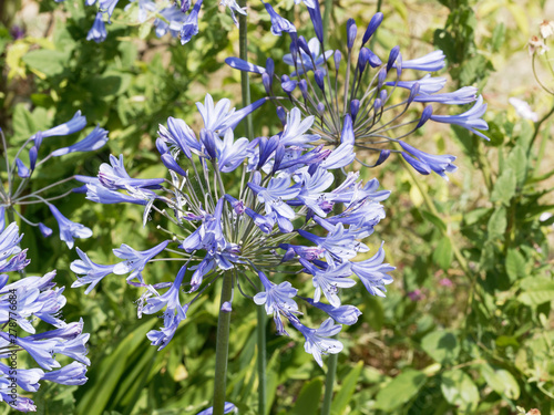 Agapanthus praecox - L agapanthe pr  coce ou lis du Nil