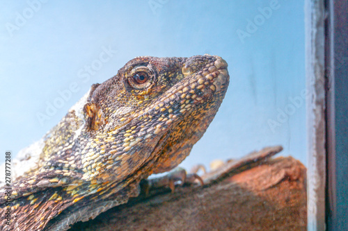 lizard on rock © luiz