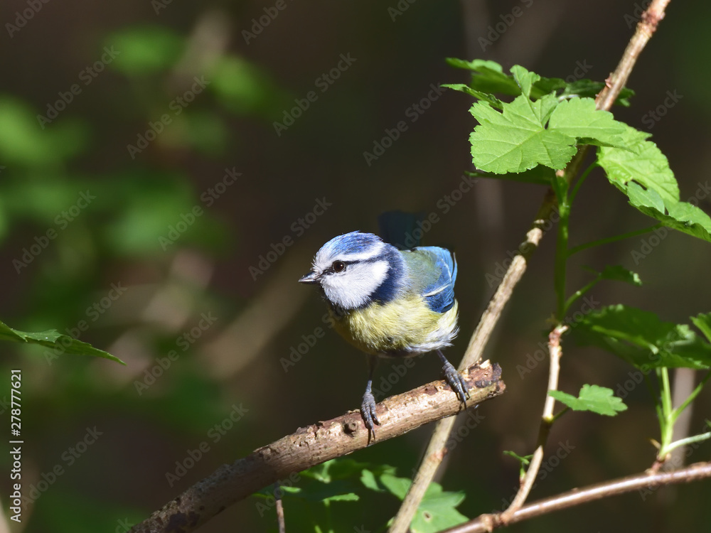 Fototapeta premium Eurasian blue tit, Cyanistes caeruleus, perching