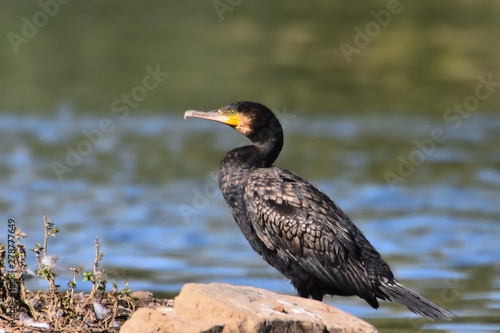 Great black cormorant, Phalacrocorax carbo, resting on river bank