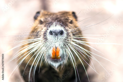 funny animal coypu with orange teeth, closeup reflection