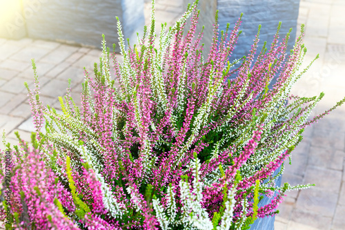 Pink, green and purple calluna vulgaris in decorative flower pot outdoor photo
