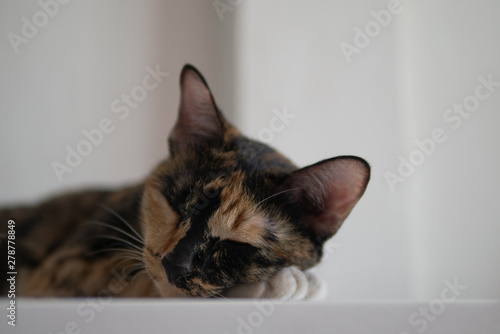 three colors cat is napping sleeping on white bed at home for lazy lifestyle relaxation concept with copy space