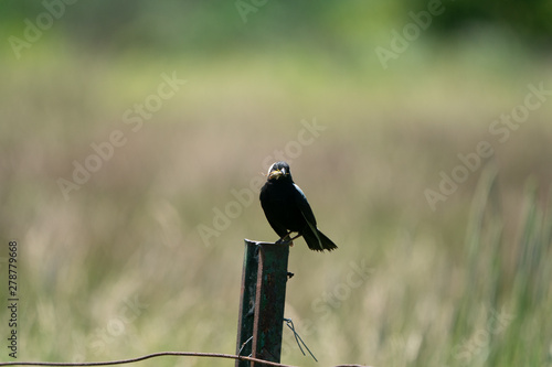 Bobolink photo