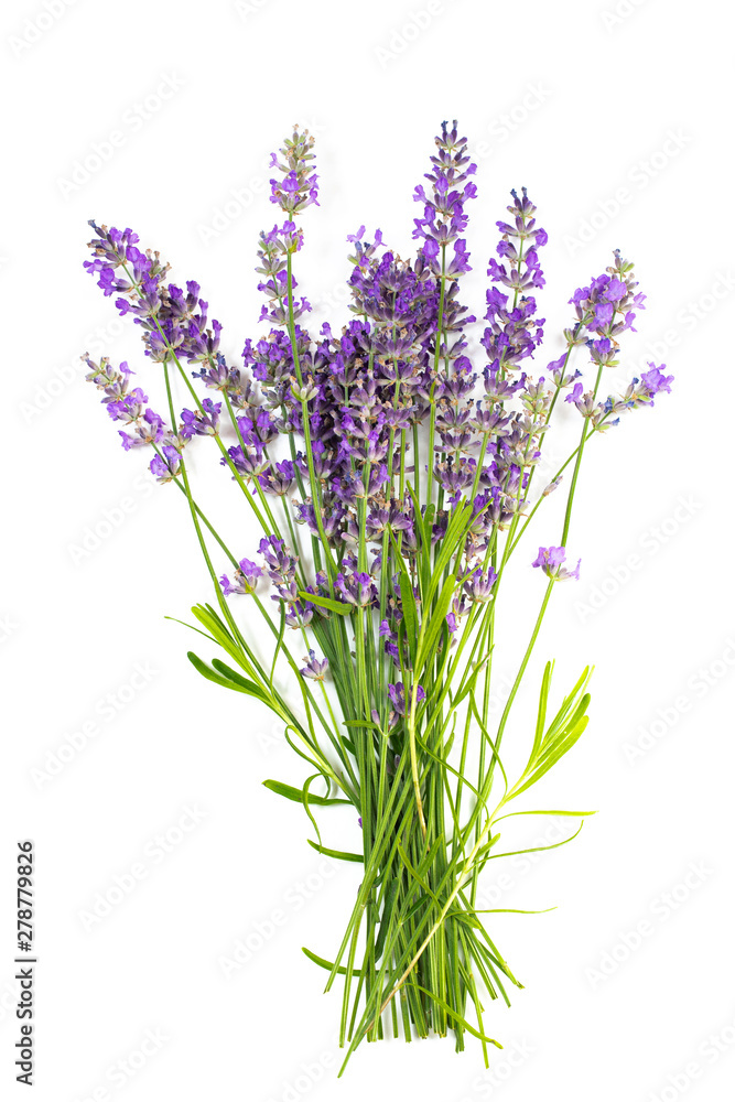 Obraz premium Bouquet of lavender on a white isolated background. Medicinal plants.