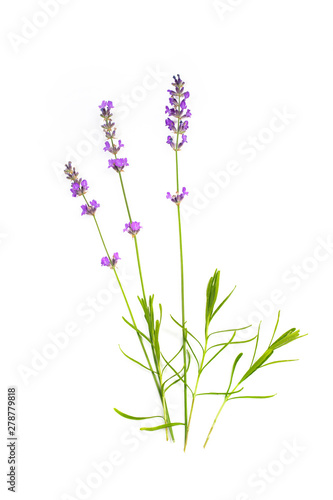 Fototapeta Naklejka Na Ścianę i Meble -  Lavender on a white isolated background. Medicinal plants.