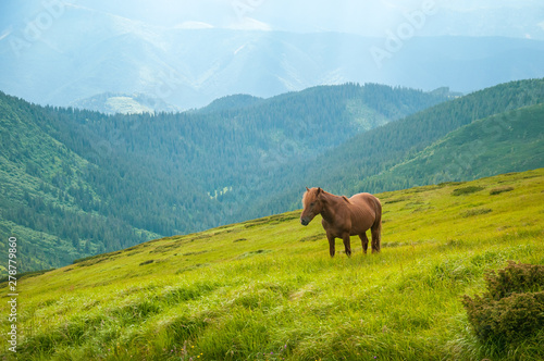 Grazing horses at high-land pasture at Carpathian Mountains. Herd of horses is grazed against mountains in the summer. © Viktoria