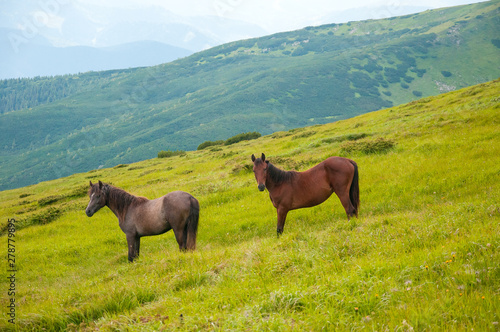 Grazing horses at high-land pasture at Carpathian Mountains. Herd of horses is grazed against mountains in the summer.