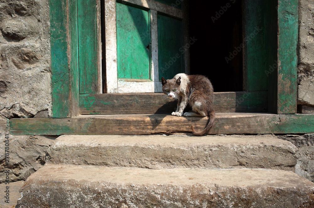 Φωτογραφία Thin, dirty, scruffy grey and white cat looking mad and scary sitting on doorway of old house