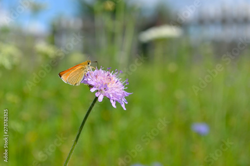 butterfly on flower