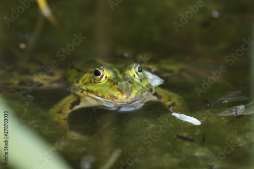 Frosch Augen Frog Gesicht Face of front von vorn