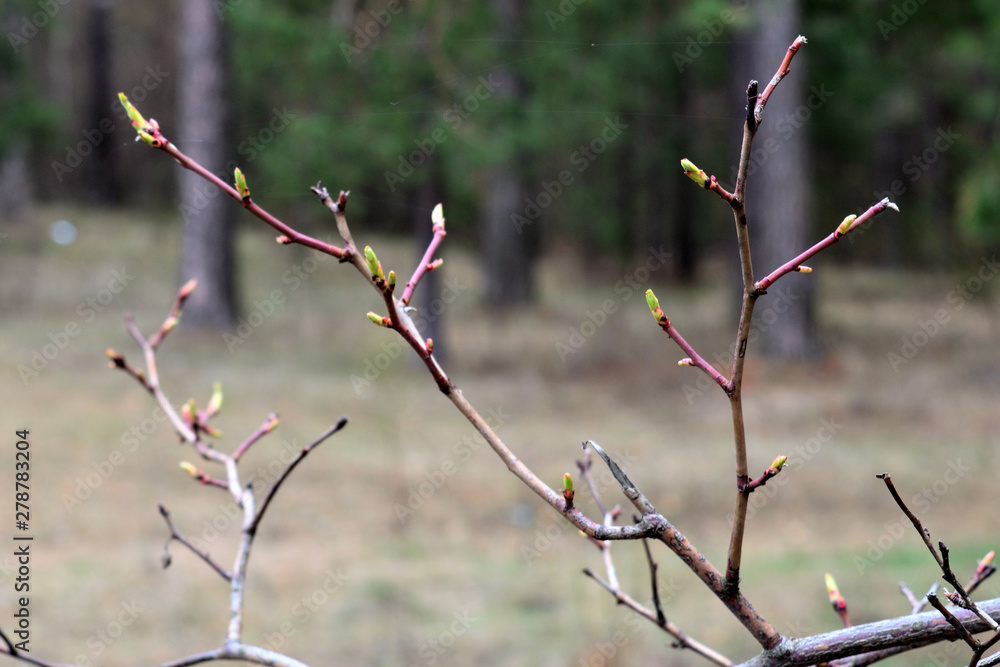 The buds on the branches are ready to start growing. The buds on the branches are ready to start growing.