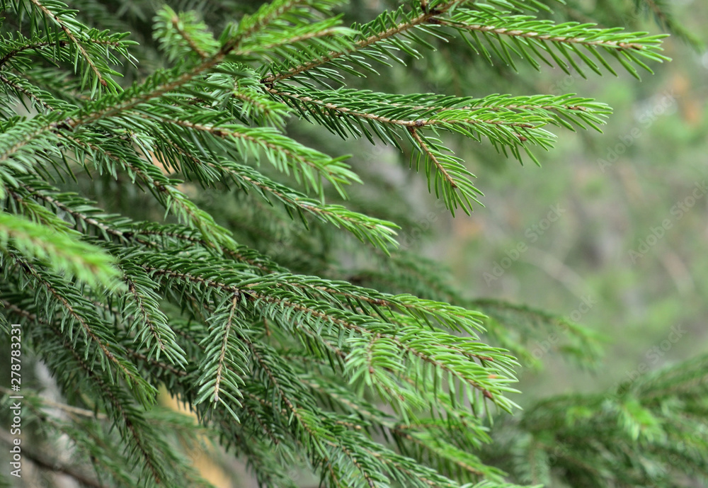 Branches of green spruce. Background to the designer.