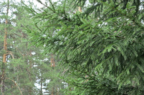 Branches of green spruce. Background to the designer.