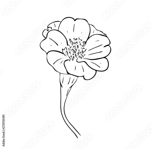 Vector illustration  isolated tagetes flower in black and white colors  outline hand painted drawing